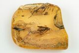 Fossil Caddisfly (Trichoptera) and Fly (Diptera) in Baltic Amber #200042-3